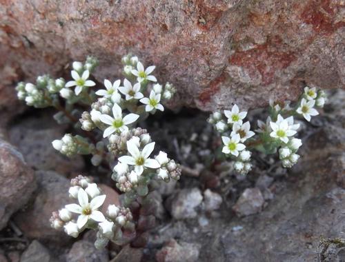 Sedum fuscum