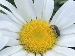 Odontocorynus umbellae