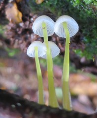 Mycena subviscosa