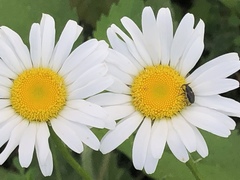 Odontocorynus umbellae