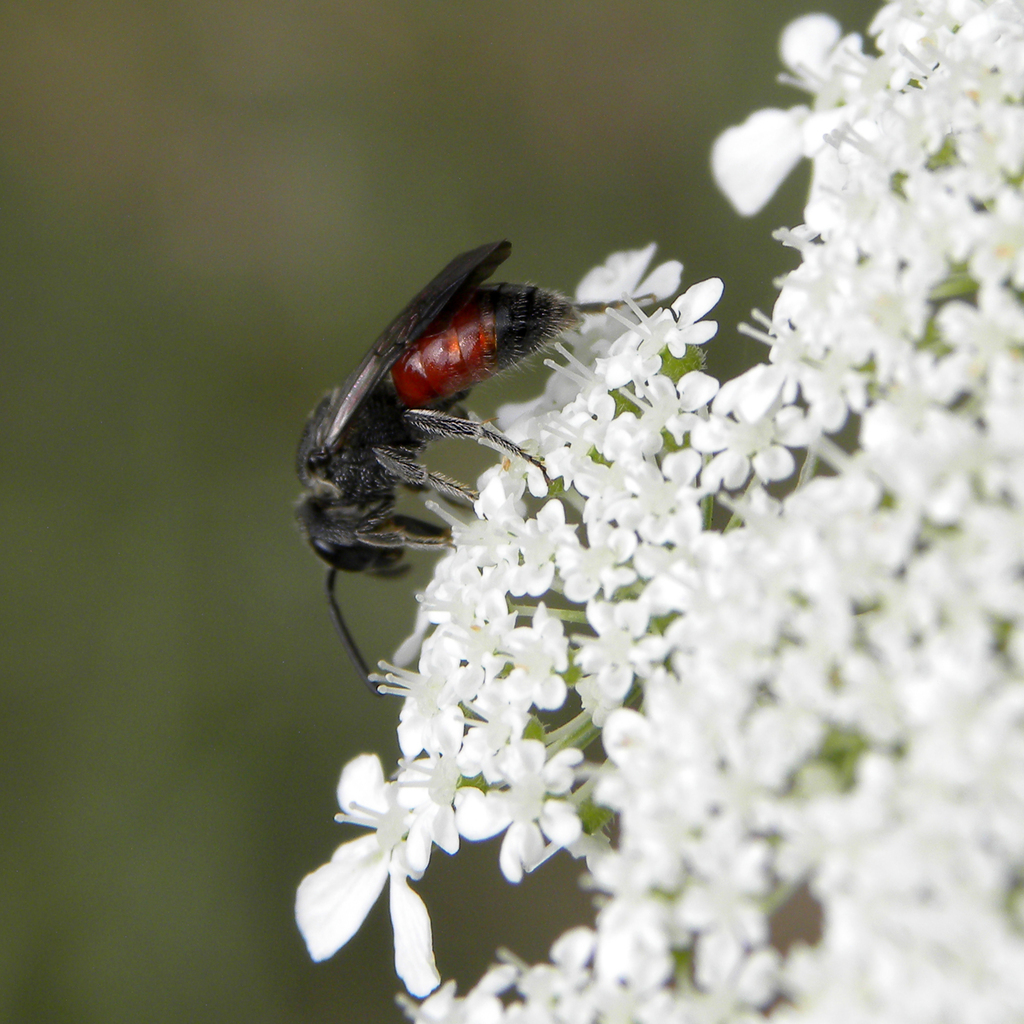 Cyclops Blood Bee