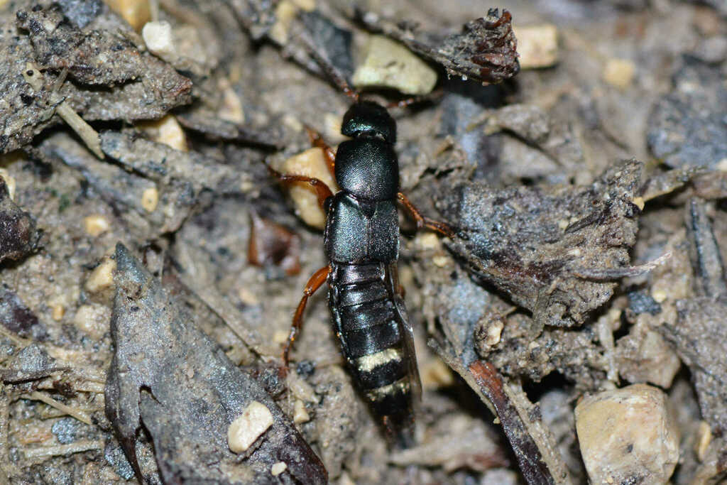 Platydracus fulvipes
