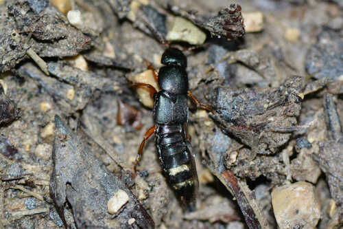 Platydracus fulvipes