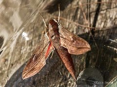 Hippotion boerhaviae