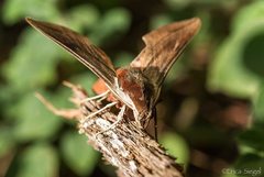 Hippotion boerhaviae