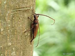 Aegolipton marginale