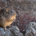 Tawny-bellied Cotton Rat - Photo (c) Ricardo Arredondo T., some rights reserved (CC BY-NC)