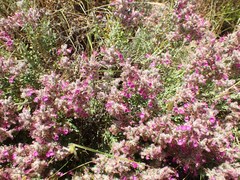 Teucrium marum