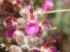 Teucrium marum