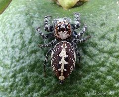 Opisthoncus parcedentatus