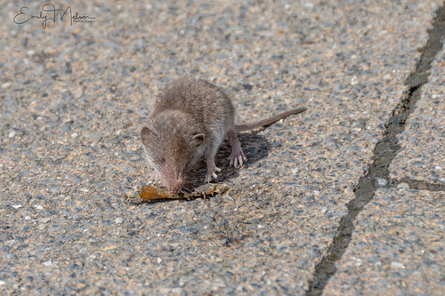 Greater White-toothed Shrew (Crocidura russula)