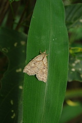 Olulis puncticinctalis