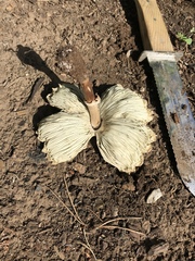 Fungi