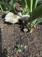 Fungi