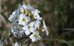 Cardamine polemonioides