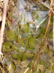 Ambystoma gracile