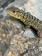 Spiny Whorltail Iguana photo 2