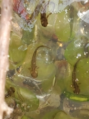 Ambystoma gracile