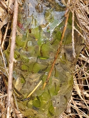 Ambystoma gracile