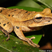 Rocket Treefrog - Photo (c) Todd Pierson, some rights reserved (CC BY-NC-SA)