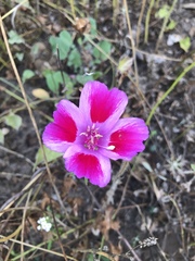 Clarkia amoena