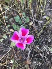 Clarkia amoena