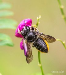 Megachile pictiventris