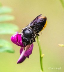 Megachile pictiventris