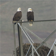 Haliaeetus leucocephalus leucocephalus