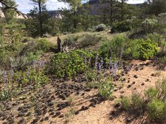 Penstemon pachyphyllus