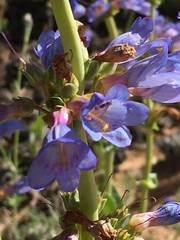 Penstemon pachyphyllus