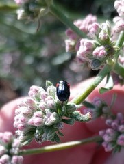 Saxinis saucia