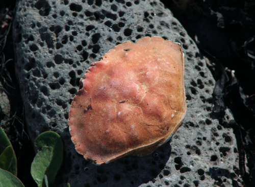 Atlantic Rock Crab, Capital Region, Iceland, photo 8 of 10