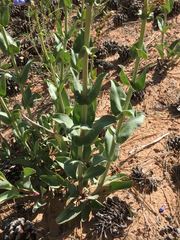 Penstemon pachyphyllus