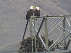 Haliaeetus leucocephalus leucocephalus