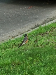 Turdus migratorius