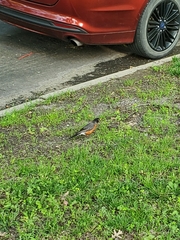 Turdus migratorius