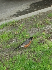 Turdus migratorius