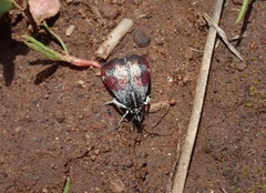Anatralata versicolor