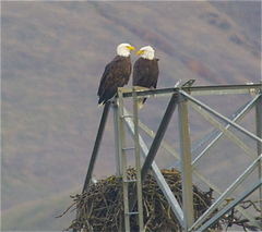 Haliaeetus leucocephalus leucocephalus