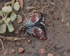 Anatralata versicolor