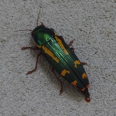 Buprestis rufipes