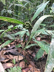 Palicourea racemosa