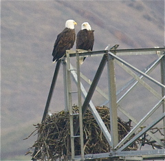Haliaeetus leucocephalus leucocephalus