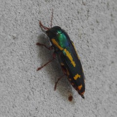 Buprestis rufipes