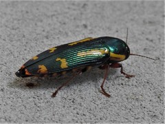 Buprestis rufipes