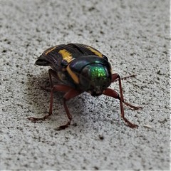 Buprestis rufipes