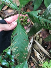 Palicourea racemosa