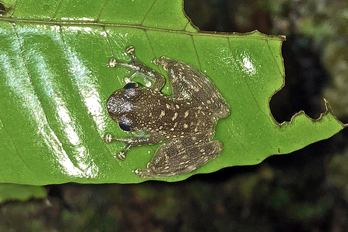Staurois latopalmatus