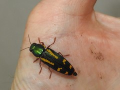 Buprestis rufipes